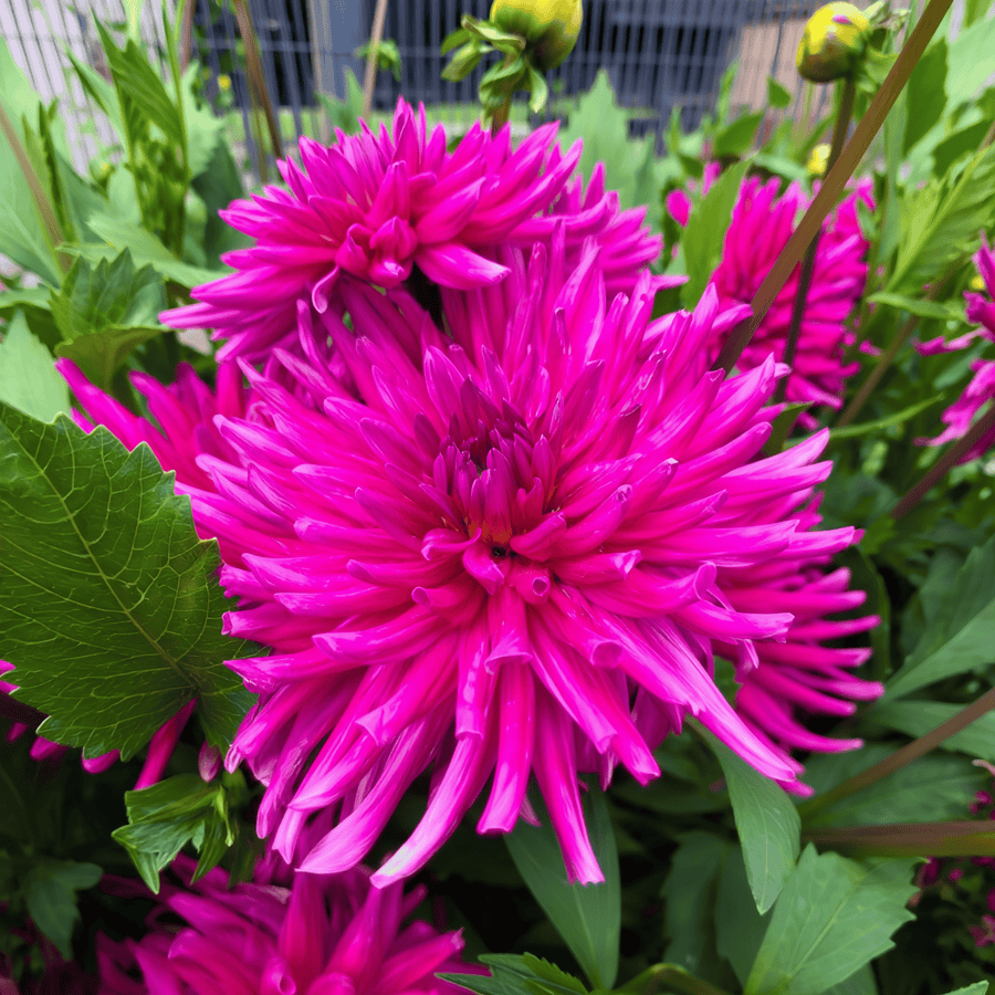 Dahlia Purple Gem