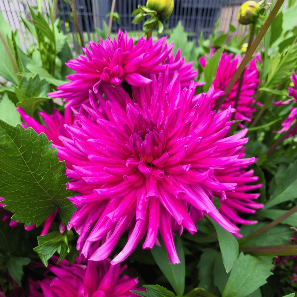 Dahlia Purple Gem