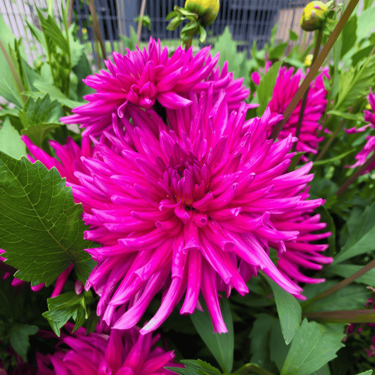 Dahlia Purple Gem