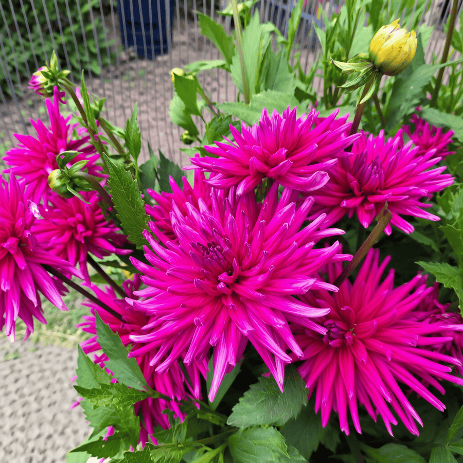 Dahlia Purple Gem