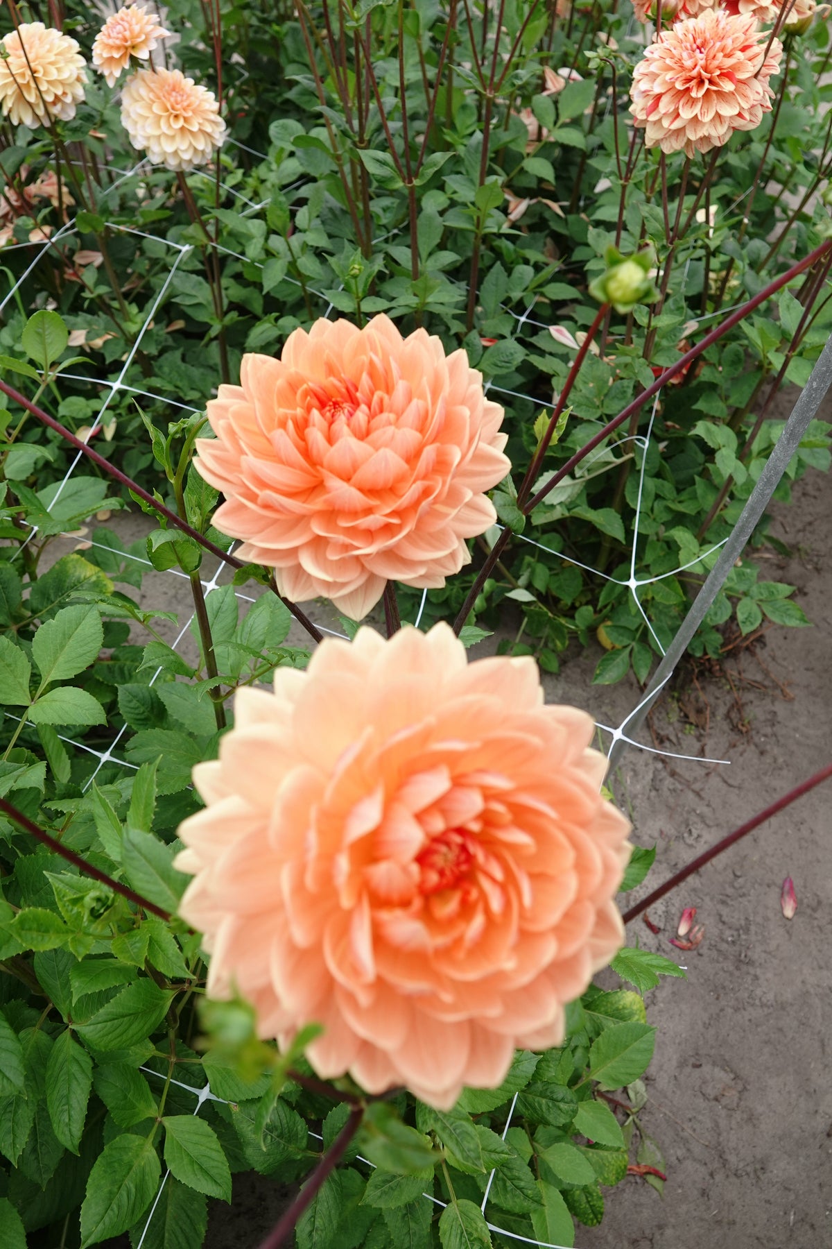 Dahlia Rancho