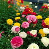 Ranunculus Mixed