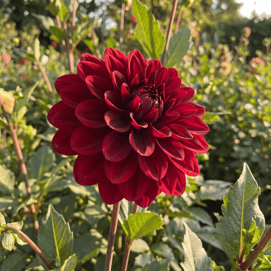 Dahlia Red Dark Wave
