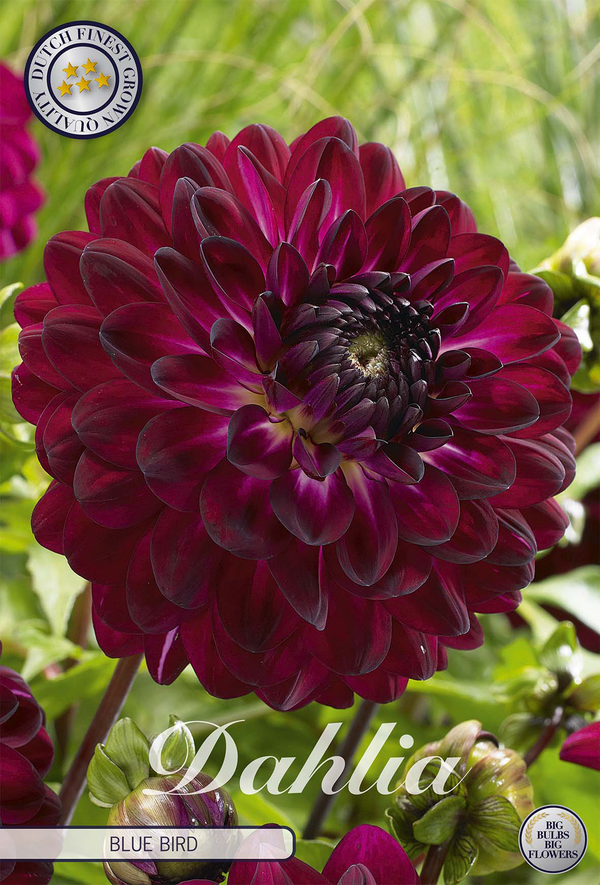 Dahlia Blue Bird