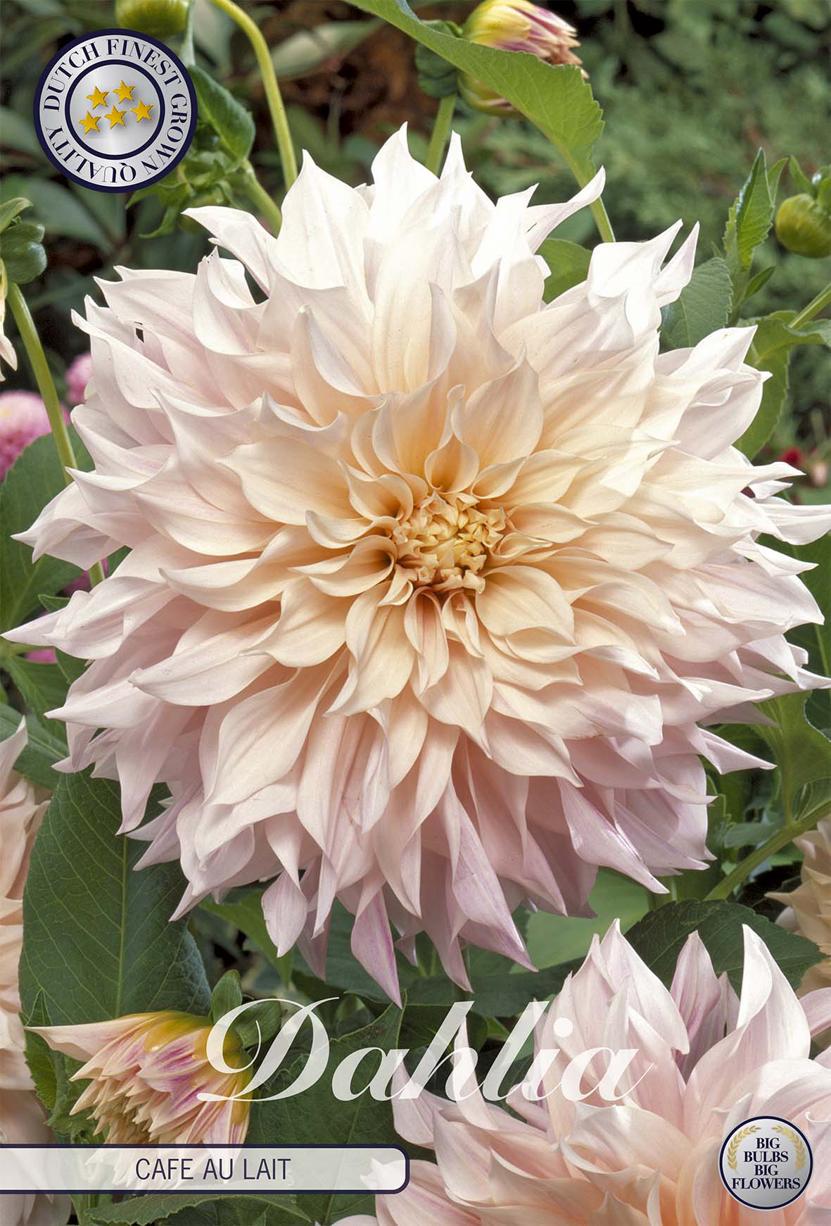 Tubercules de dahlias
