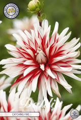 Dahlia Catching Fire