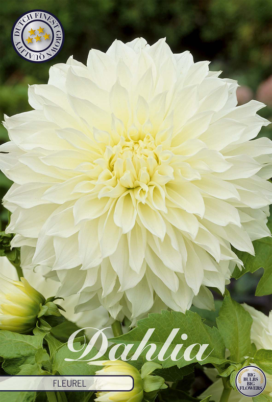 Dahlia Fleurel