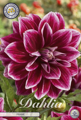 Dahlia Praime