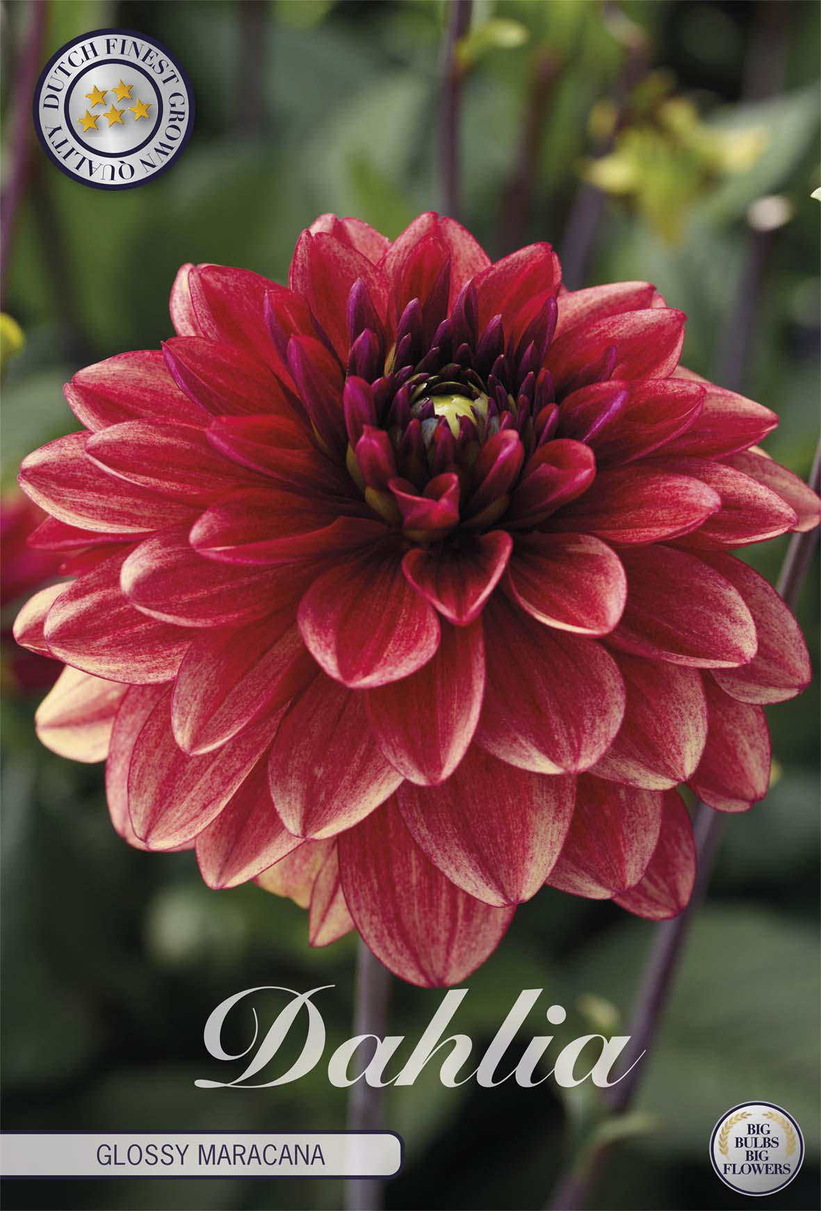 Dahlia Glossy Maracana