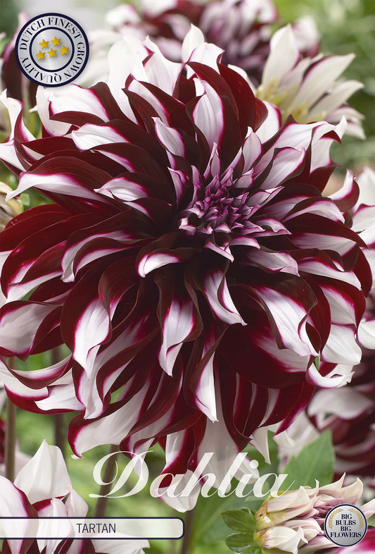 Dahlia Tartan