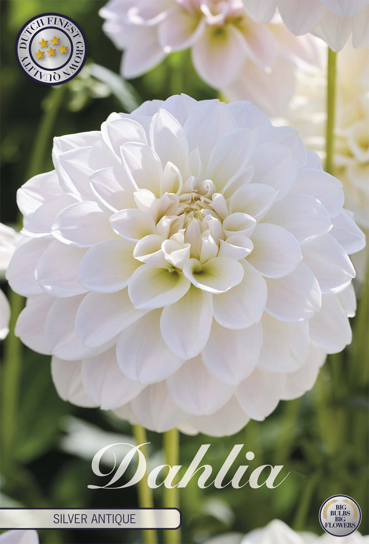 Dahlia Silver Antique