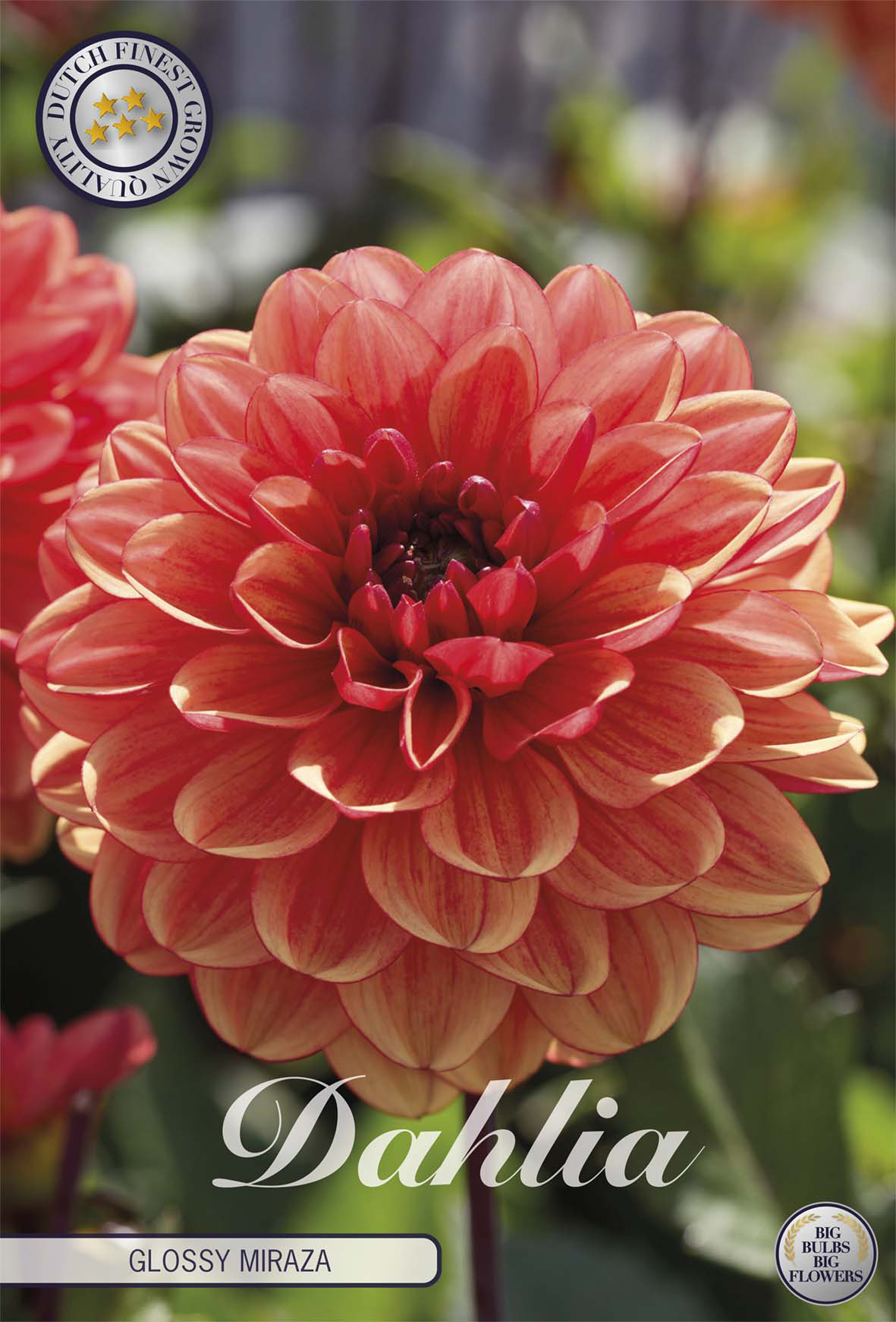 Dahlia Glossy Miraza