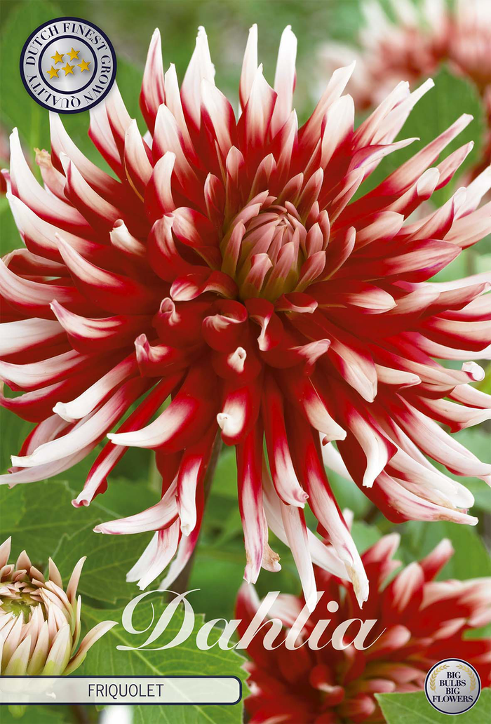 Dahlia Friquolet