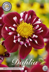 Dahlia Fantastico