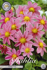 Dahlia Top Mix Pink