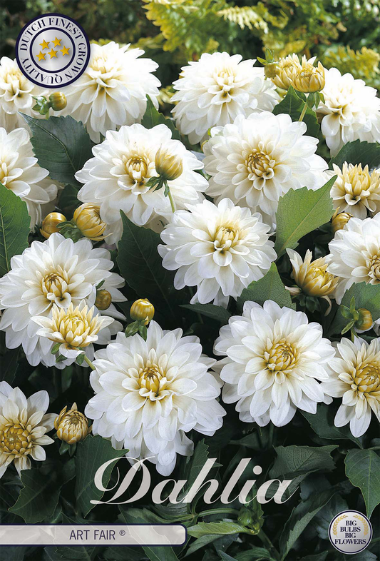 Dahlia Art Fair