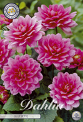 Dahlia Bluesette