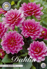 Dahlia Bluesette