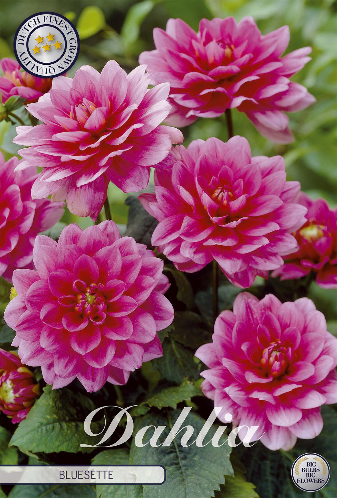 Bulbes à fleurs bleues