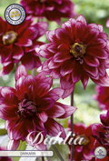 Dahlia Darkarin