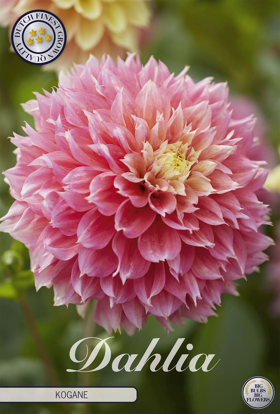 Dahlia Kogane