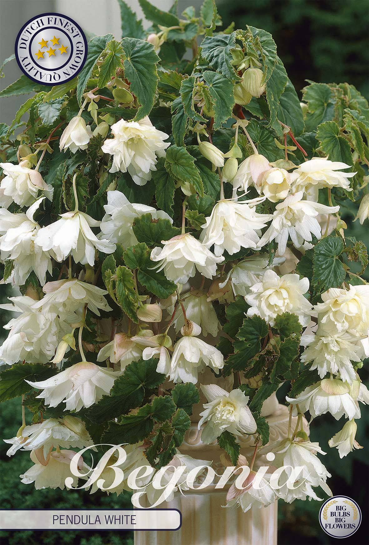 Tubercules de bégonias