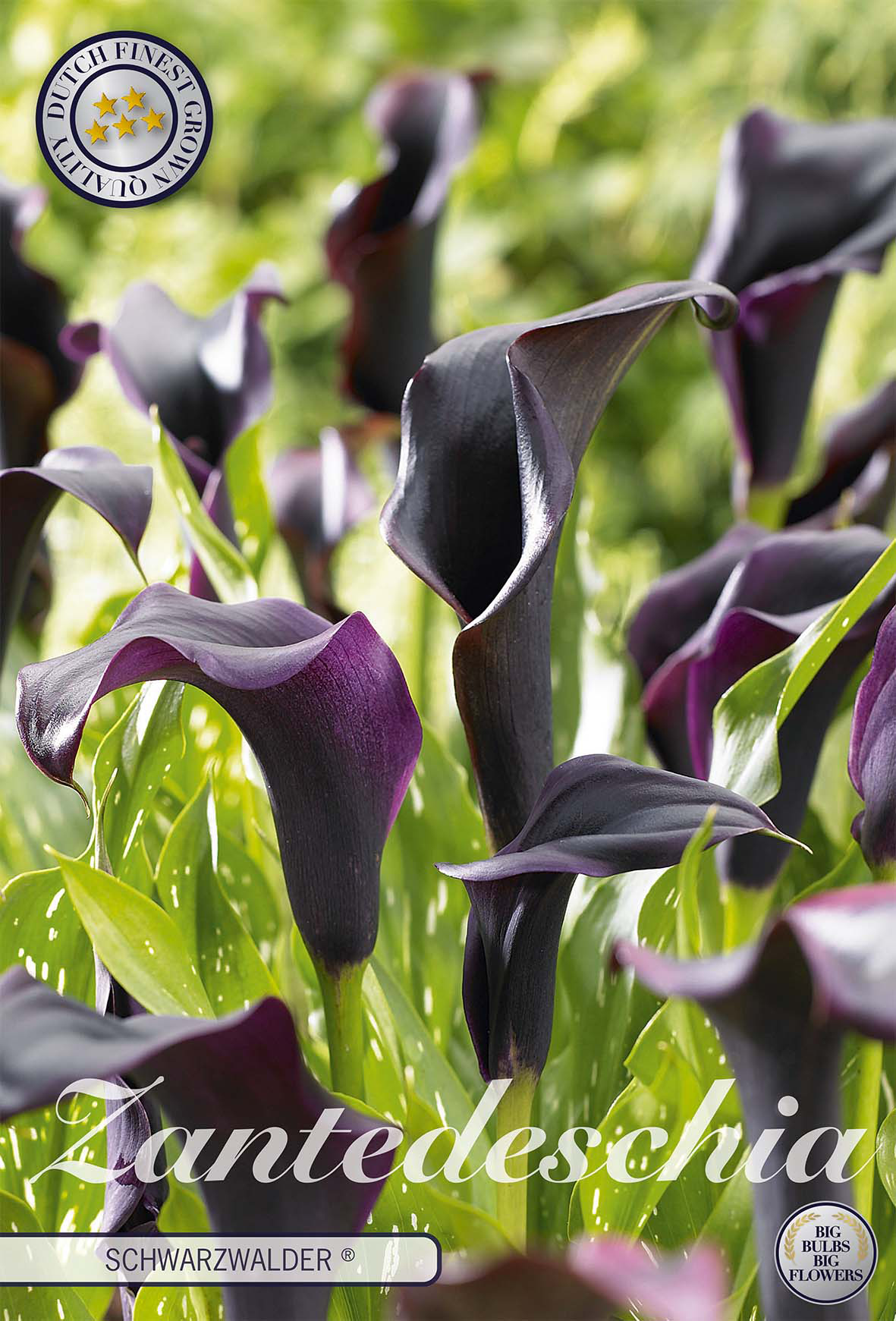 Zantedeschia Schwarzwälder
