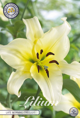 Lilium Late Morning