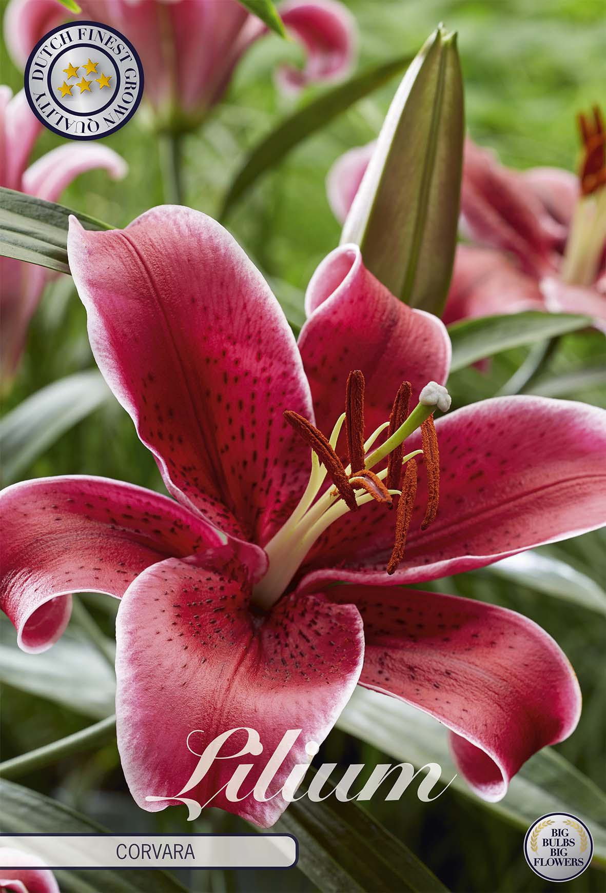 Lilium Corvara