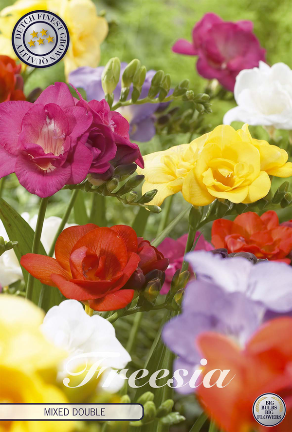 Freesia Double Mixed