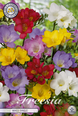 Freesia Single Mixed