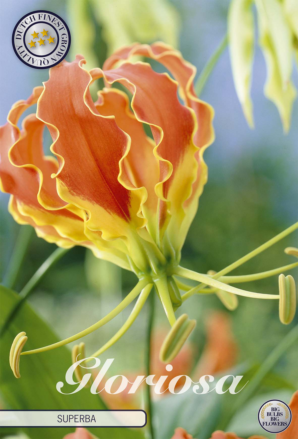 Gloriosa Superba