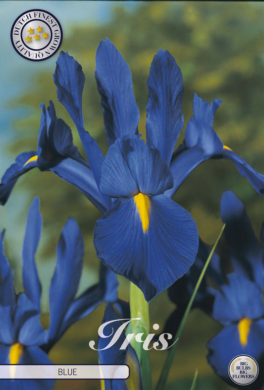 Iris Hollandica Blue