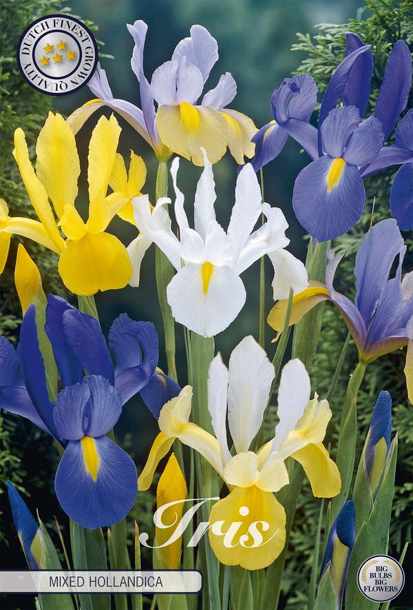Iris Hollandica Mixed
