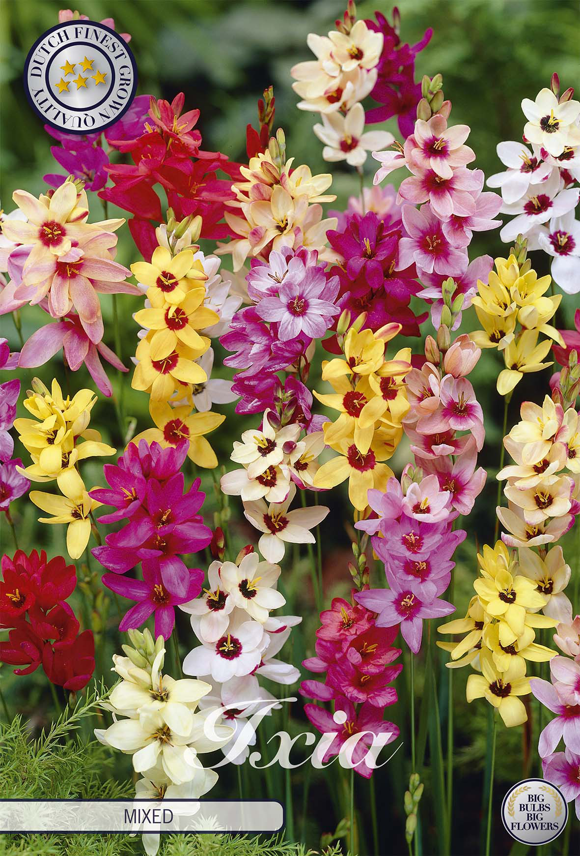 Ixia Mixed