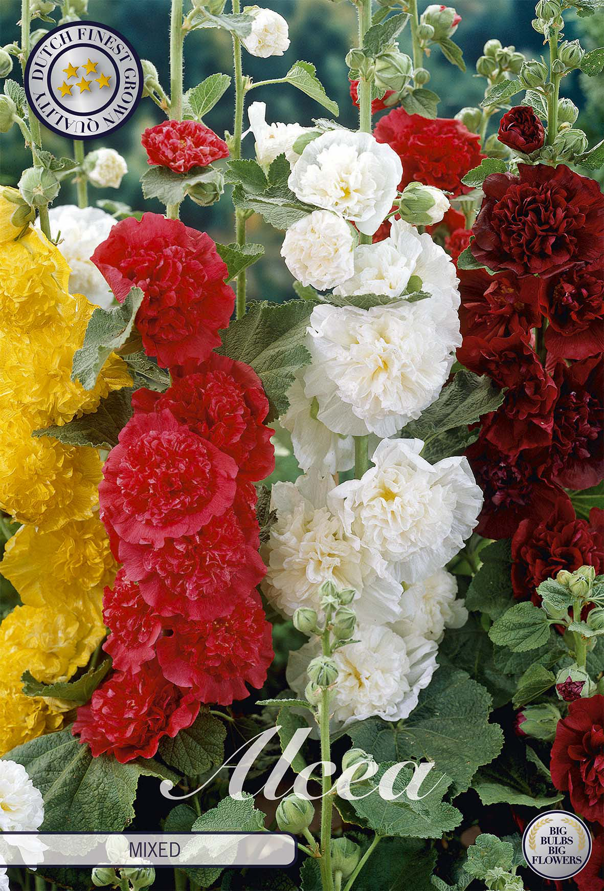 Alcea Mixed