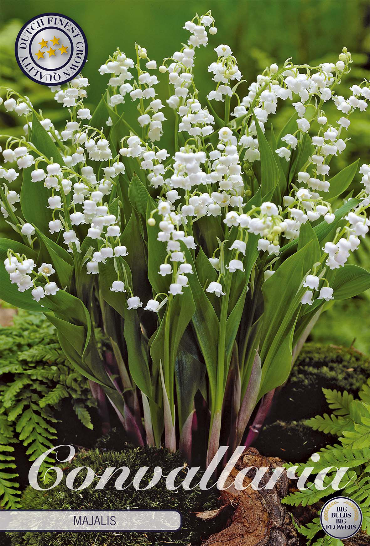 Convallaria Majalis