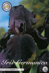Iris Germanica Black