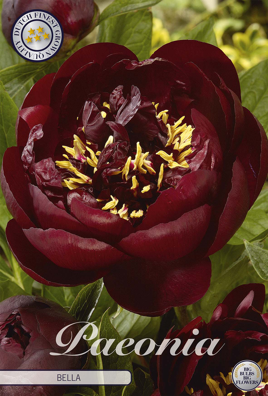 Paeonia Bella