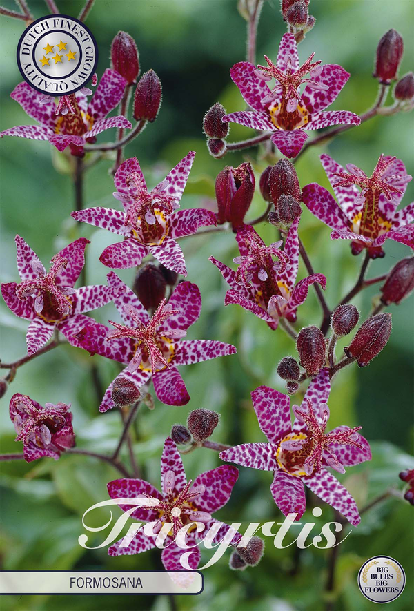 Tricyrtis Formosana