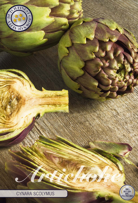 Cynara Artichoke