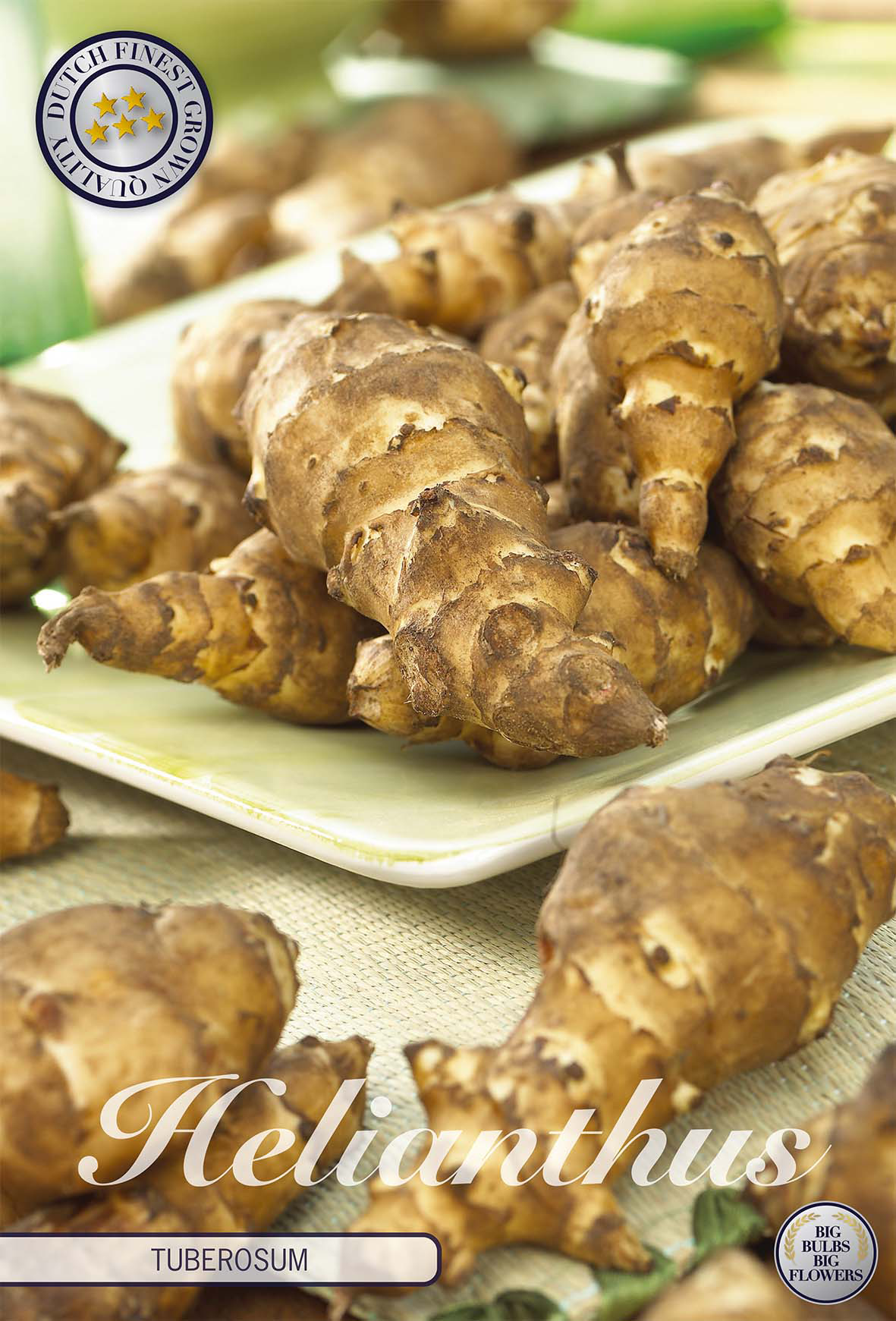 Helianthus Tuberosum