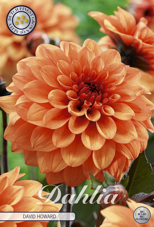 Dahlia David Howard