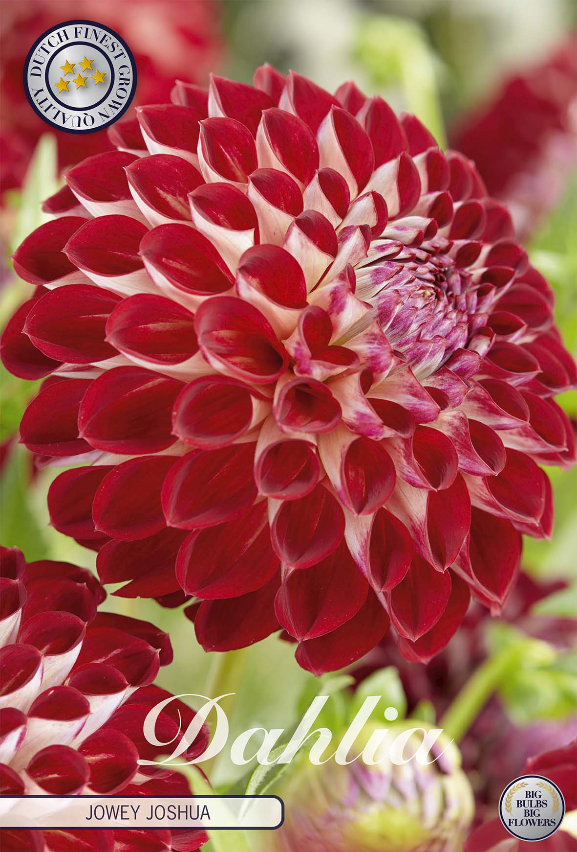 Dahlia Jowey Joshua