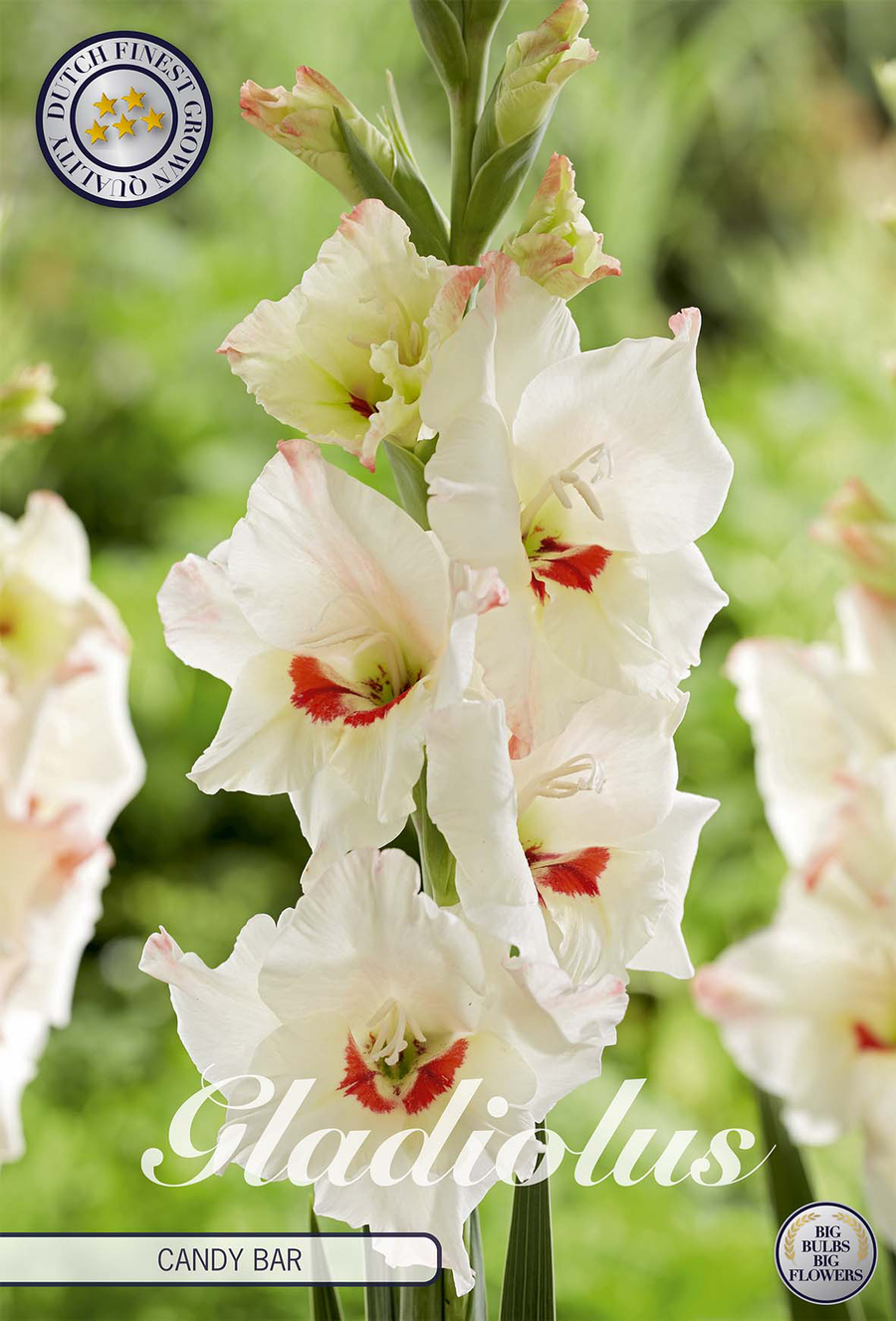 Gladiolus Candy Bar