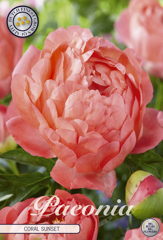 Paeonia Coral Sunset