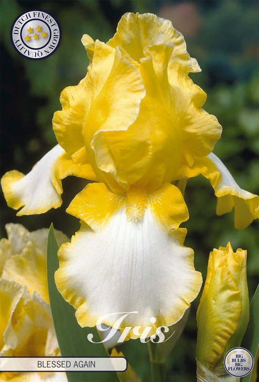 Iris Germanica Blessed Again