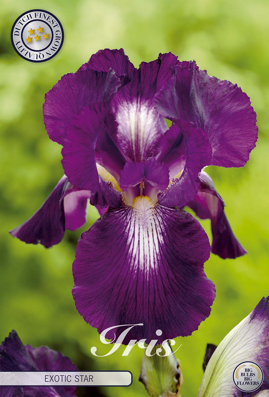 Iris Germanica Exotic Star