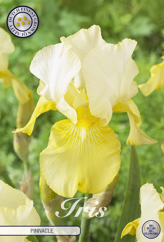 Iris Germanica Pinnacle