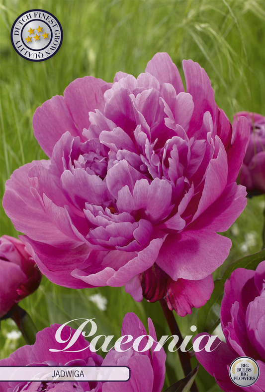Paeonia Jadwiga